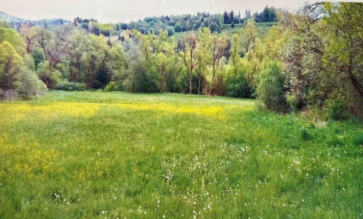 Daňová dražba: Pozemok (trvalý trávny porast) — fotografia 4